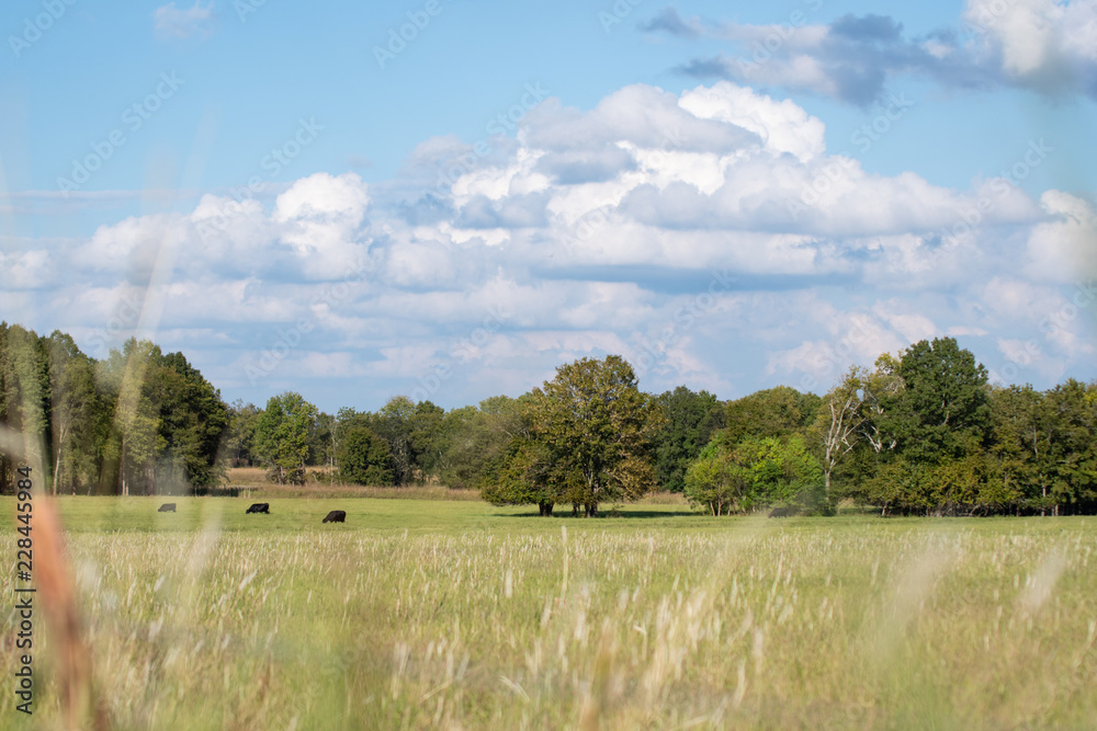 Fototapeta premium Country pasture landscape