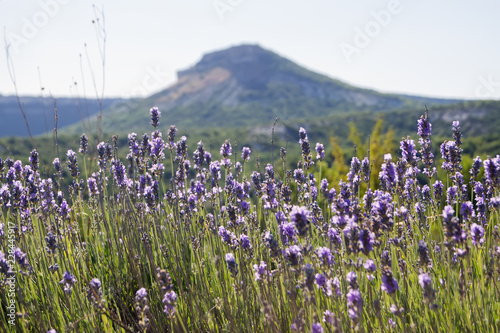Fototapeta Naklejka Na Ścianę i Meble -  A bush of flowering lavender against the backdrop of a mountain
