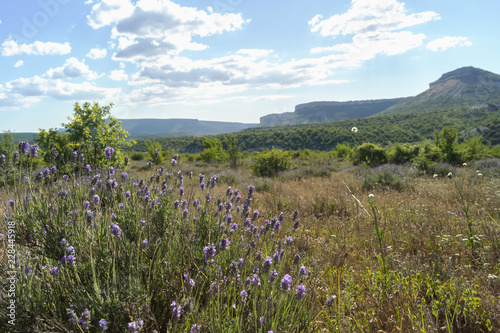 Fototapeta Naklejka Na Ścianę i Meble -  A bush of flowering lavender against the backdrop of a mountain