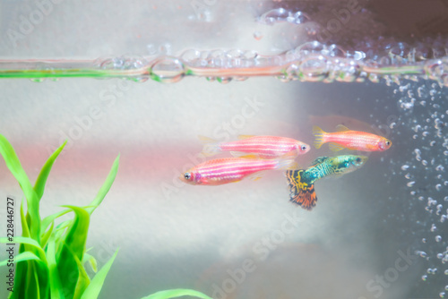 Little fish in fish tank or aquarium, gold fish, guppy and red fish, fancy carp with green plant, underwater life.