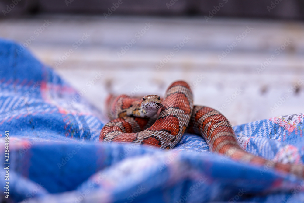 Fototapeta premium Closeup view on corn snake on a blanket