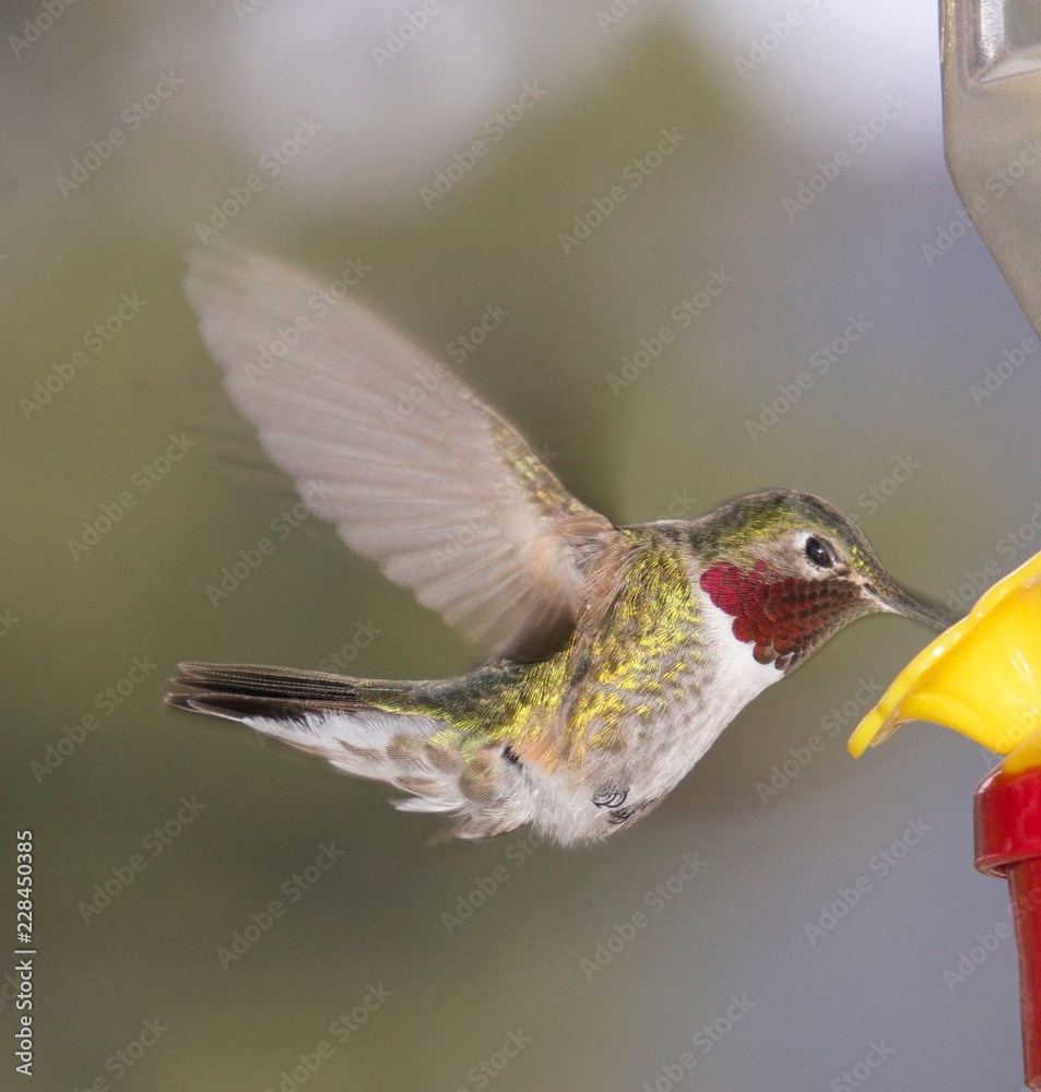 Fototapeta premium Hummingbird at feeder