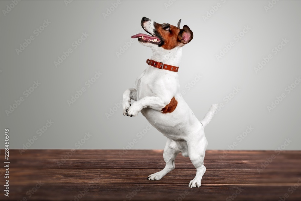 Cute small dog Jack Russell terrier on - obrazy, fototapety, plakaty 
