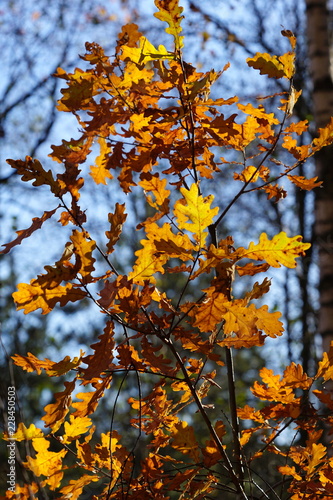 autumn leaves on an oak tree