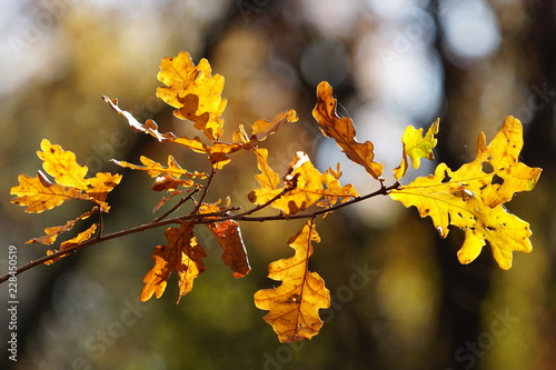 branch of an oak in autumn