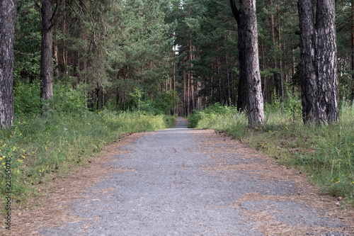 the old paved path along the pine forest is strewn with pine needles