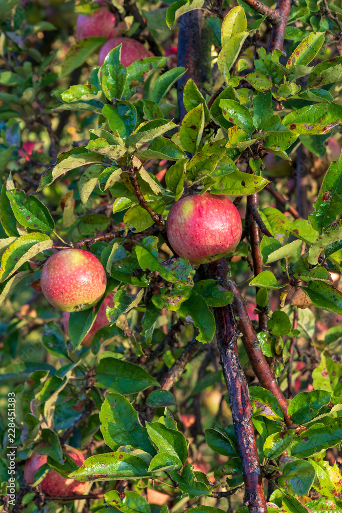 Red small apples, organic, bio, with a worm straight from the orchard
