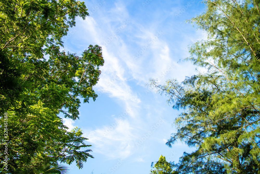 Fototapeta premium Green foliage background cloudy sky