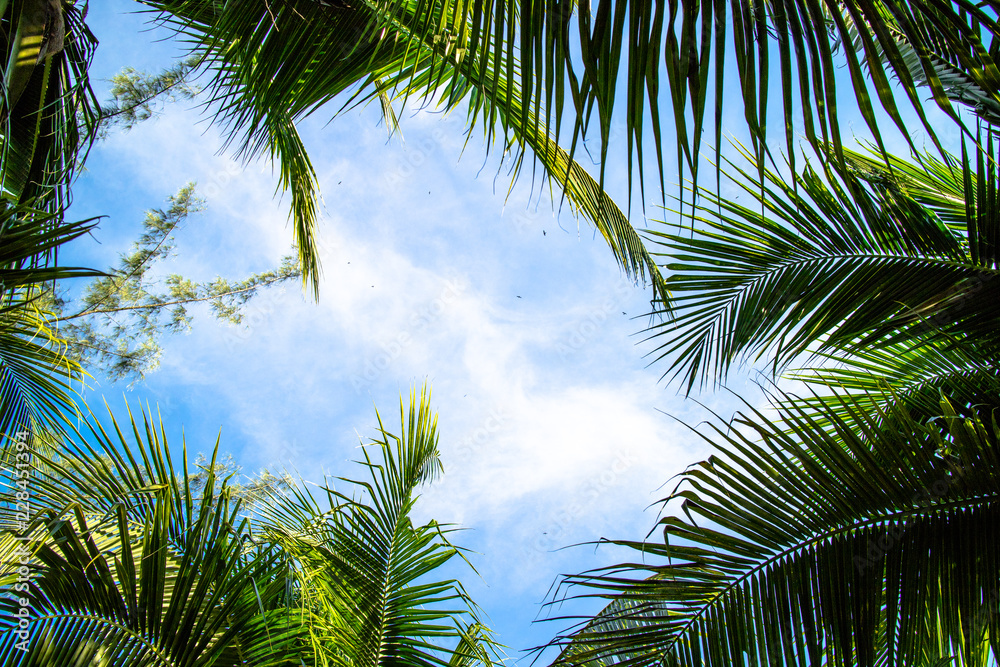 Fototapeta premium Green foliage background cloudy sky