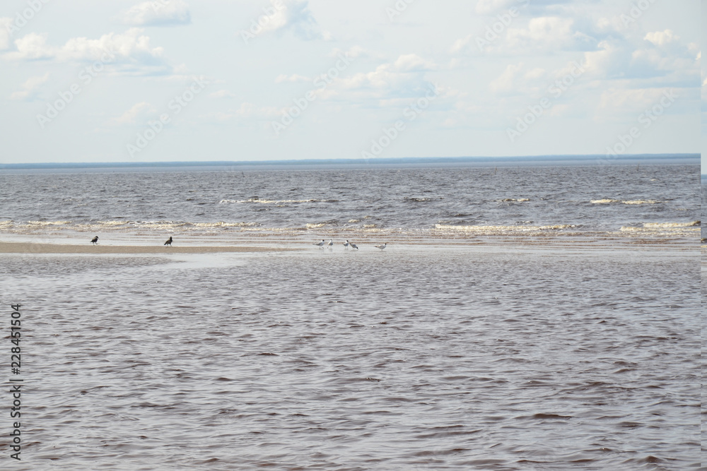 the Northern coast of the white sea in the summer