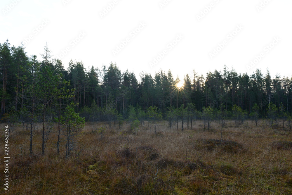Sunrise on a forest swamp overgrown with young pines in autumn warm misty morning