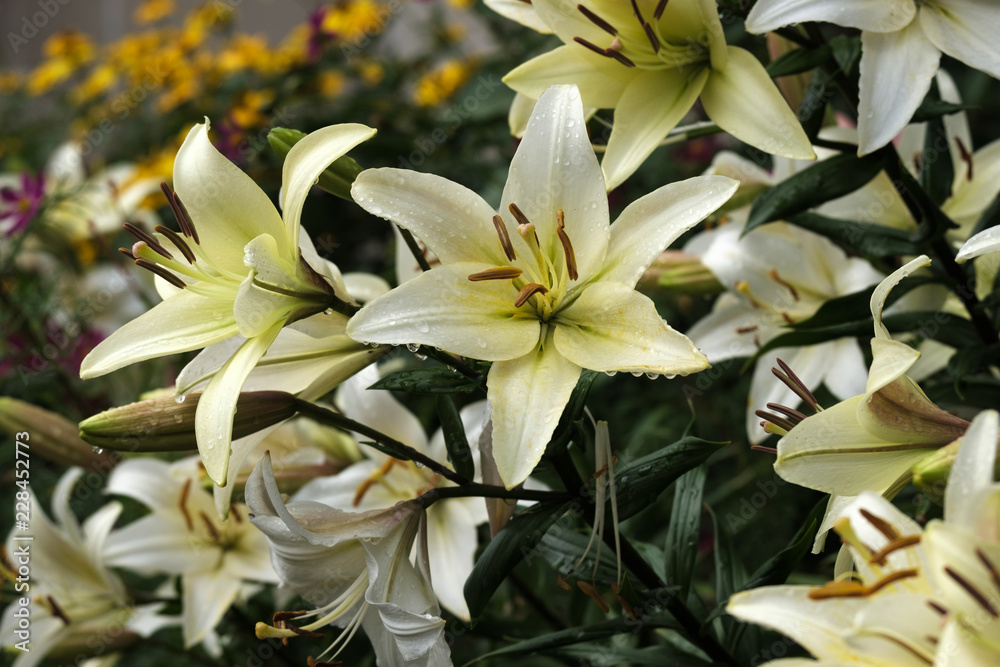 Fototapeta premium white Lily flowers after the rain on a summer day, the background bokeh of the other