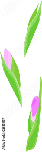 Pink buds with green leaves isolated on white background