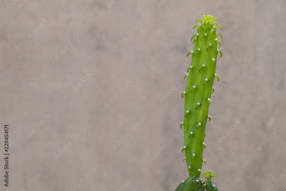 Naklejka premium Selective focus Euphorbia lactea 'White Ghost or White Ghost Candelabra Spurge. Also known as mottled spurge,frilled fan,elkhorn,candelabra spurge.