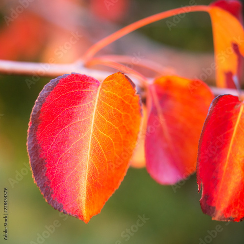 Red leaf in autumn