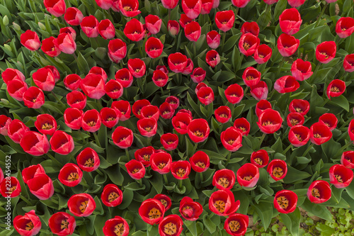 Red tulips background. Natural pattern with flowers. Top view