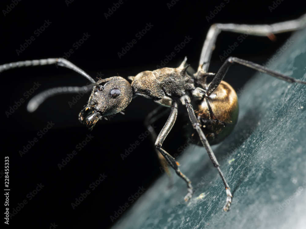 Macro Photo of Golden Weaver Ant on The Floor Isolated on Black Background Macro Photo of Golden Weaver Ant on The Floor Isolated on Black Background