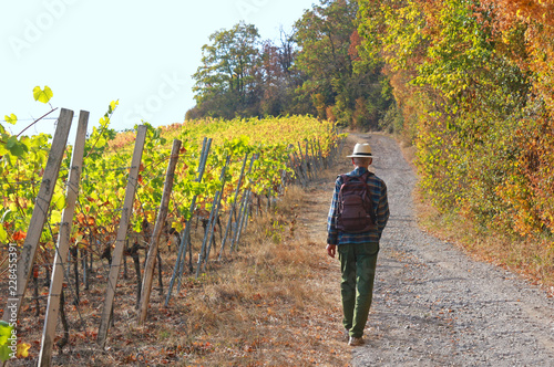 man hiking through vineyards in autumn