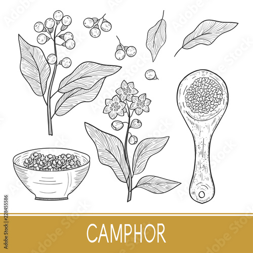Camphor. Plant. Leaves, fruit, flower. Bowl, spoon. Sketch. Monochrome. Set.
