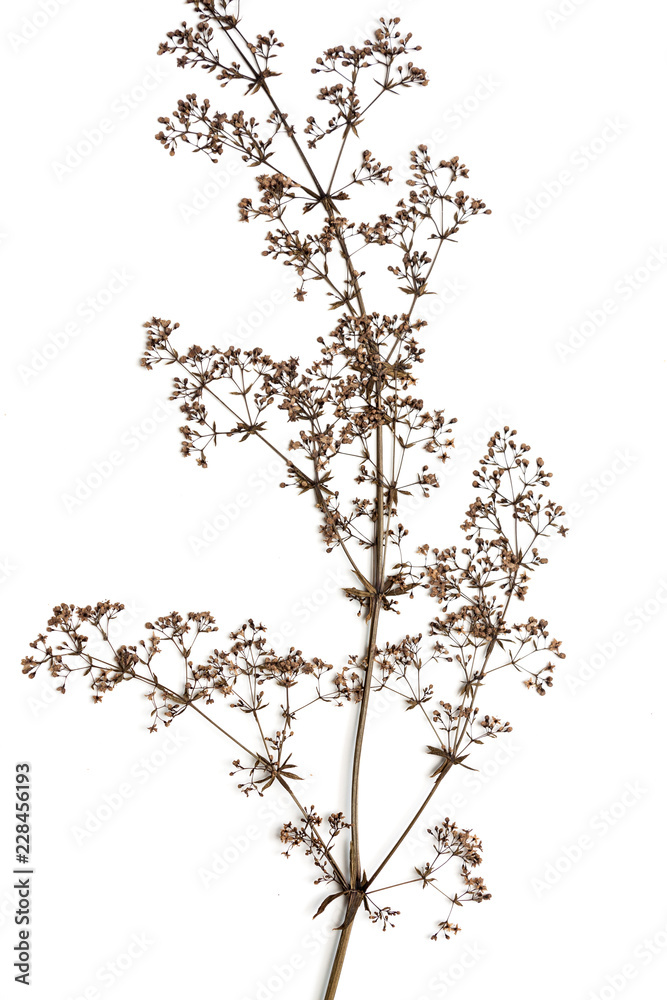 Dry flower on a white.