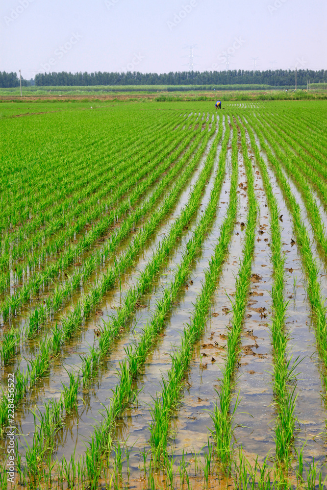 Rice seedlings