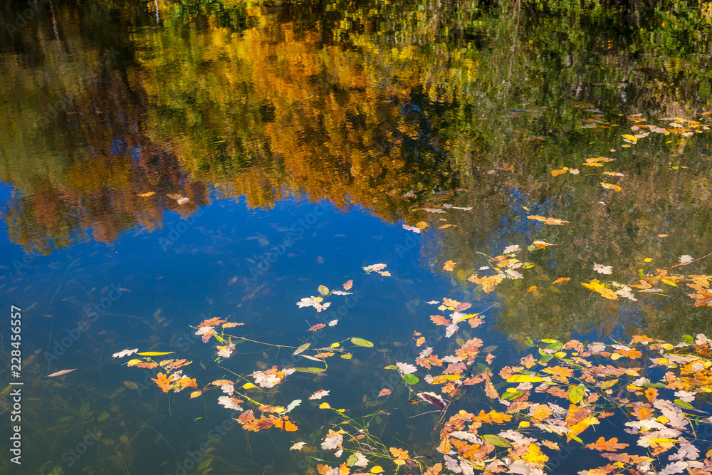 Reflection of an autumn park trees and fallen leaves in the water of pond Reflection of an autumn park trees and fallen leaves in the water of pond