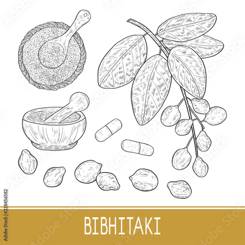 Bibhitaki. Terminalia bellirica. Plant. Leaf, branch, fruit, berry. Powder, mortar, tablet. Set. Sketch. Monochrome.