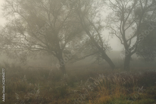 beautiful foggy autumn landscape