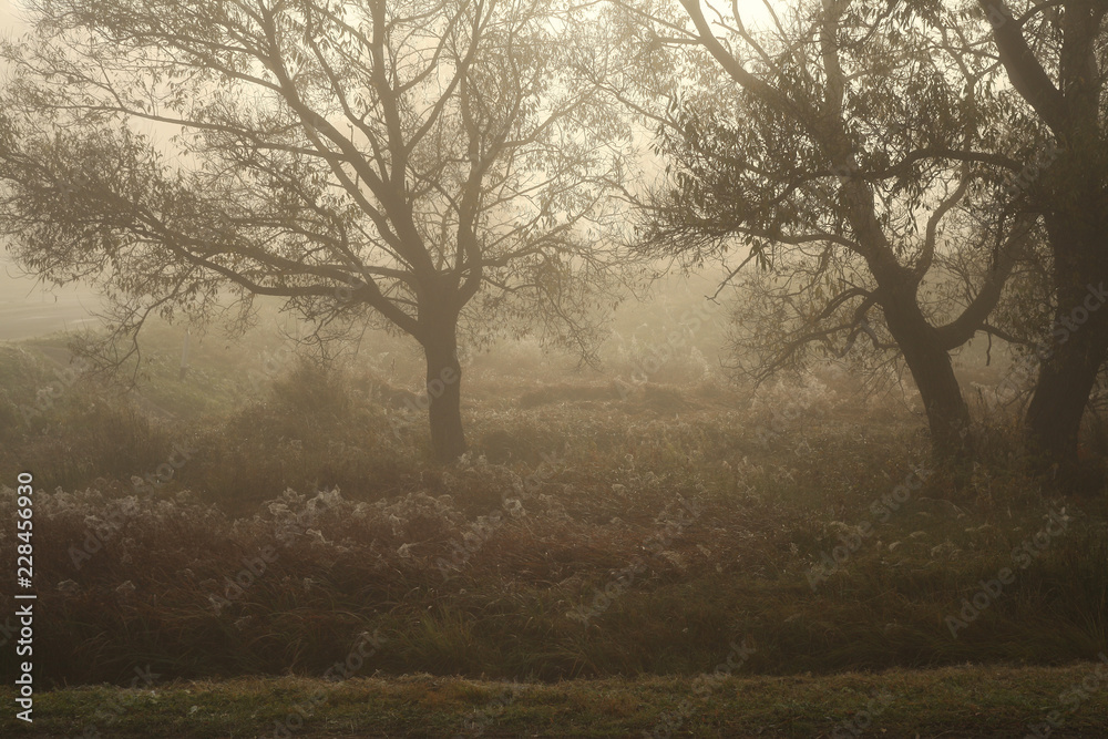 beautiful foggy autumn landscape beautiful foggy autumn landscape