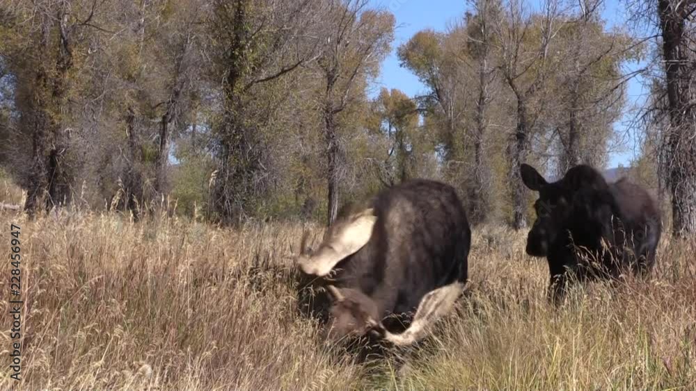 Shiras Moose Rutting in Fall in Wyoming Shiras Moose Rutting in Fall in Wyoming