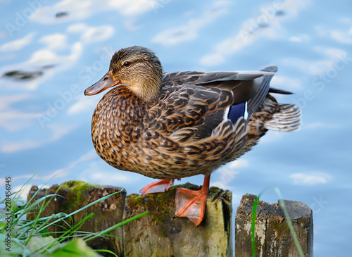 A mallard duck on water logs with blue blurred rippled water background and green grass in foreground