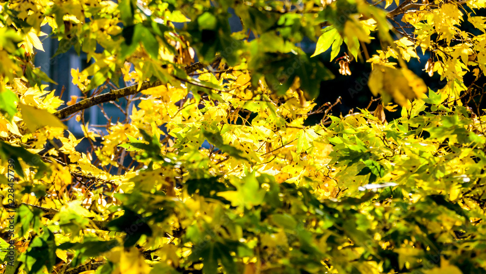 Seasonal autumn background of colorful leaves. Seasonal autumn background of colorful leaves.
