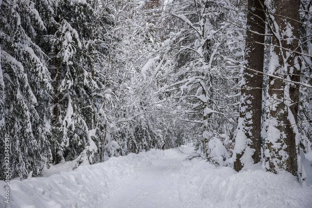 Forest in snow. Winter road in forest. Nature winter background Forest in snow. Winter road in forest. Nature winter background