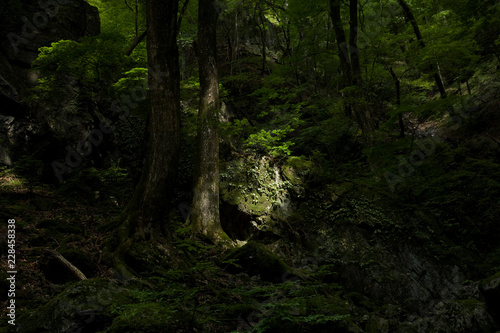 神秘の森