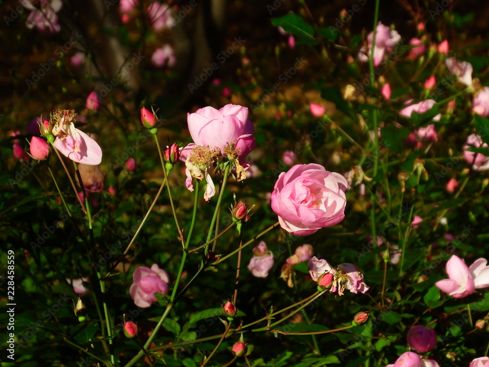 Pink f;owers Pink f;owers