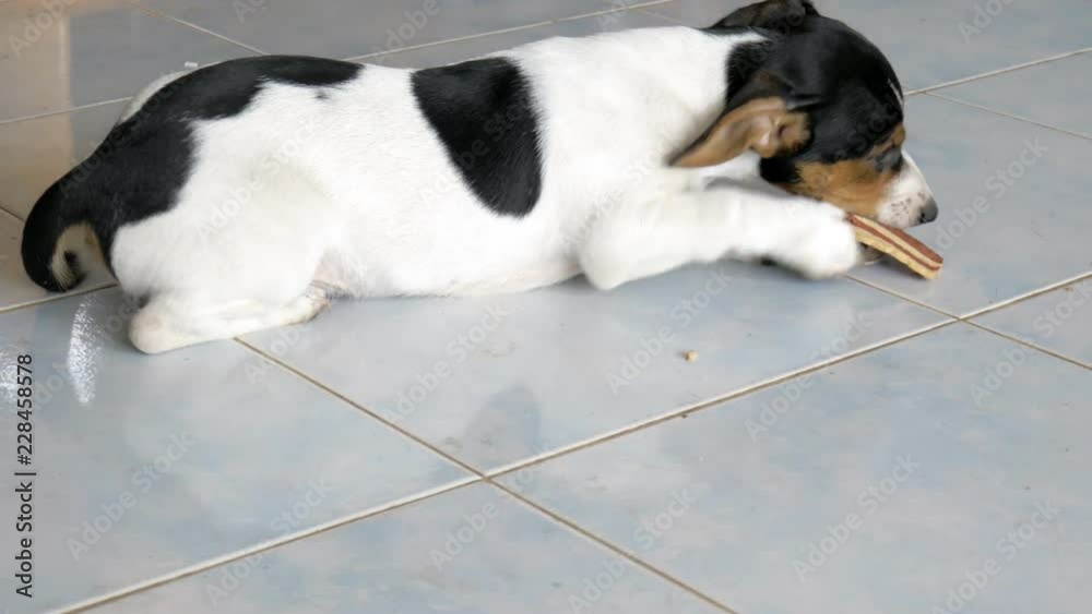 ack russell terrier lying on floor eating snack ack russell terrier lying on floor eating snack