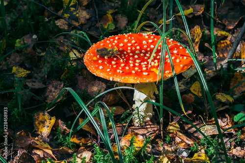 Mushroom fly agaric in the forest against the autumn foliage