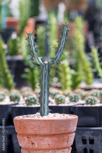 Cereus Peruvianus is one of the largest in the cactus family (Cactaceae),Cactus