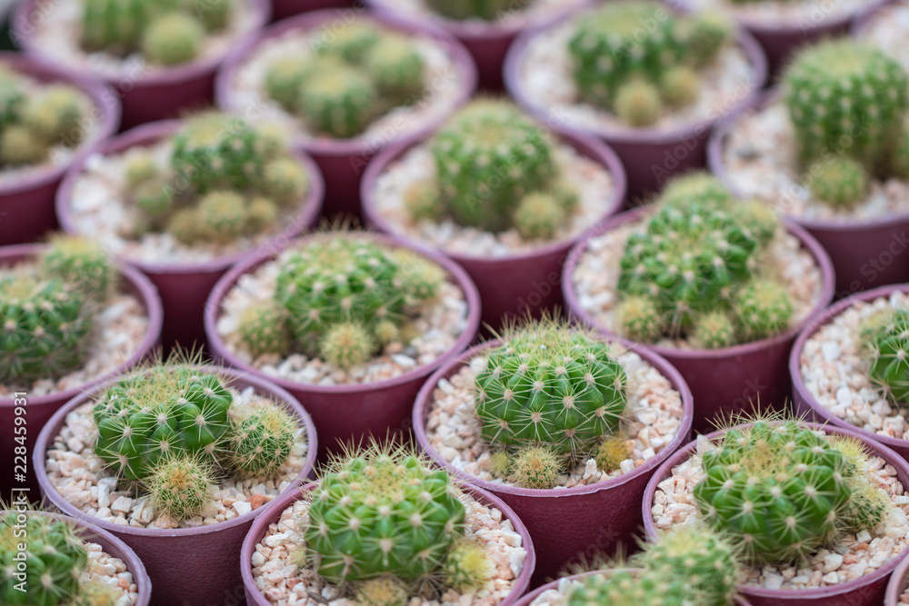 Echinopsis calochlora cactus in a garden.