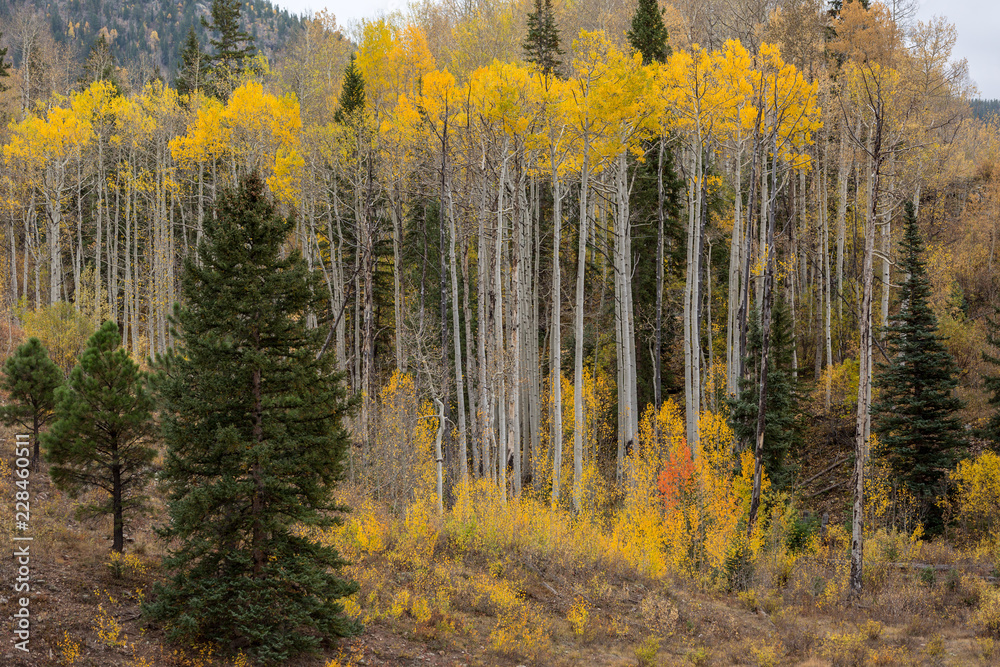 Aspen grove autumn in Colorado