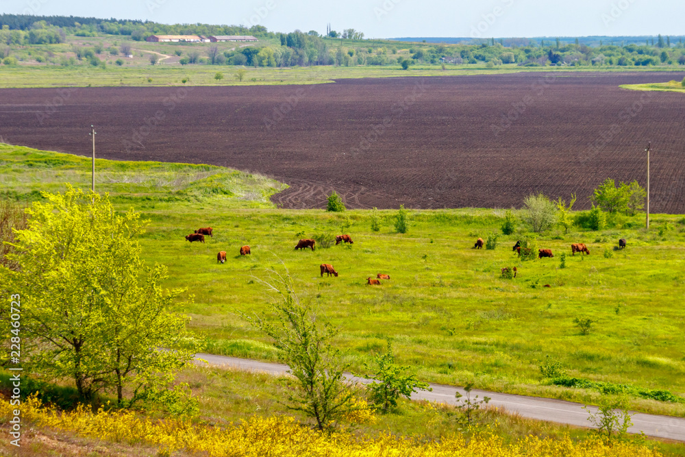 Fototapeta premium The cow herd grazing near arable land in the sunny summer day