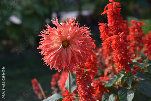 Fototapeta Naklejka Na Ścianę i Meble -  Dahlia cactus et sauge rouges