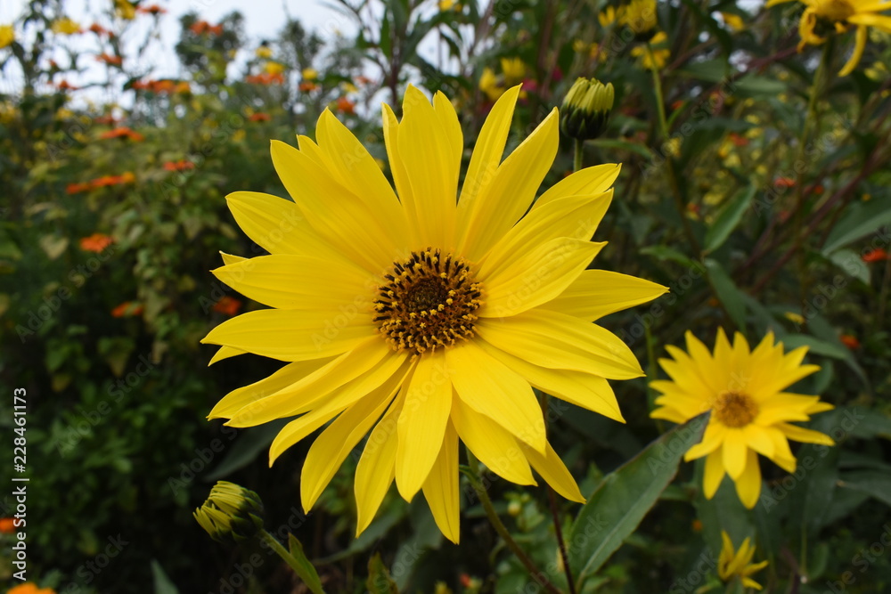 Obraz premium Yellow flower
