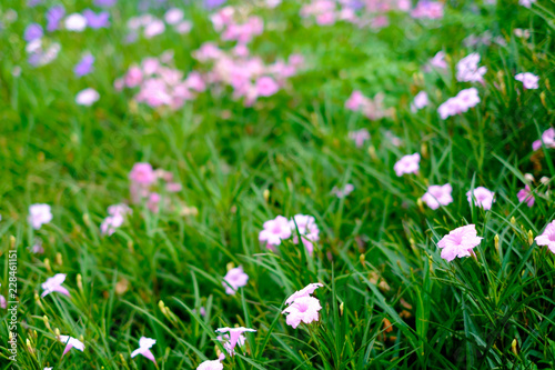 Beautiful pink flower blur background with copy space,selected focus