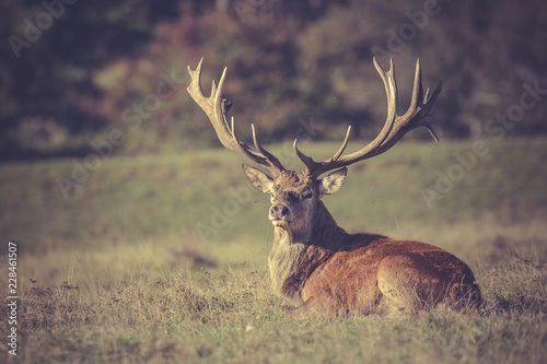 Cerf en libert   prot  gent son territoire 3