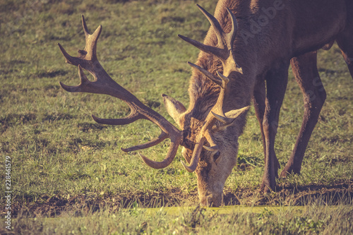 Un cerf s'abreuve au lac photo