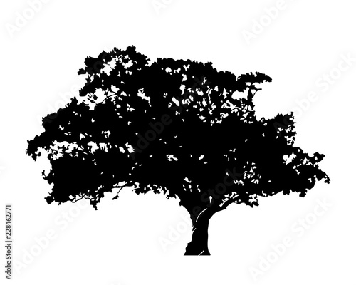 Silhouette of tree with leaves isolated on white background vector