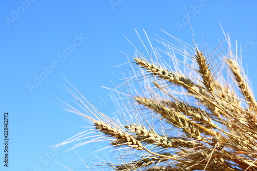 wheat ears and sky