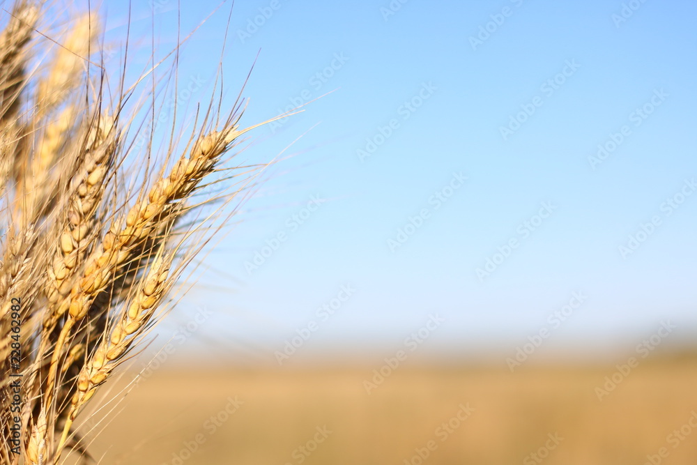 Fototapeta premium wheat ears and sky
