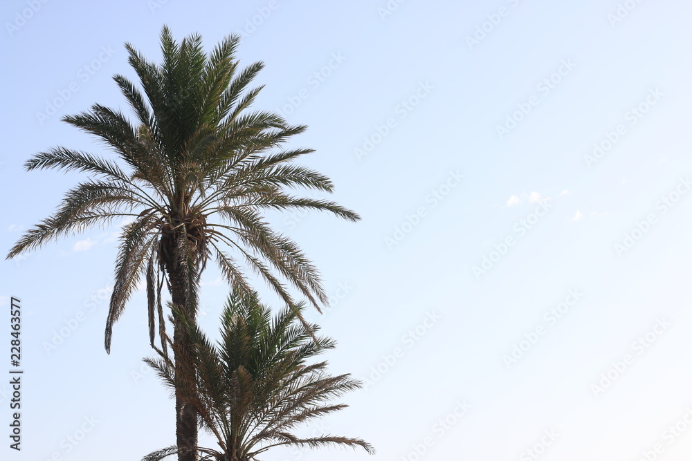 Obraz premium palm tree at sunset